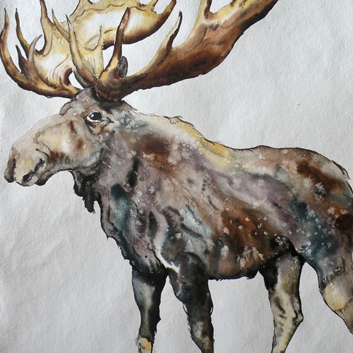 Large  Watercolour Of A Moose  By Michael Roberts 