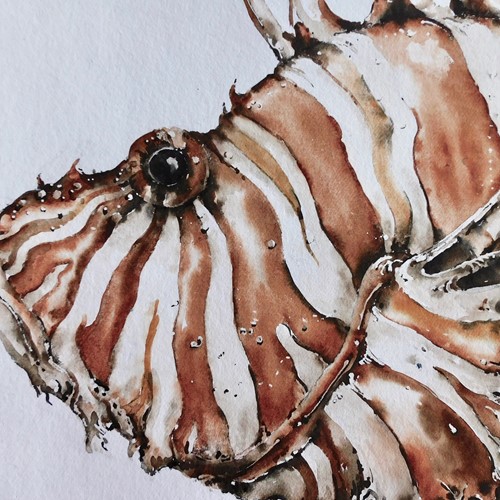 Very Large Lionfish Watercolour 