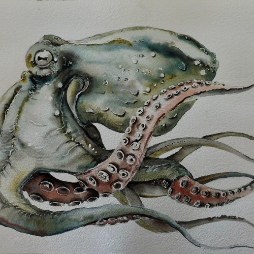 Small Original Watercolour By Michael Roberts . Octopus 