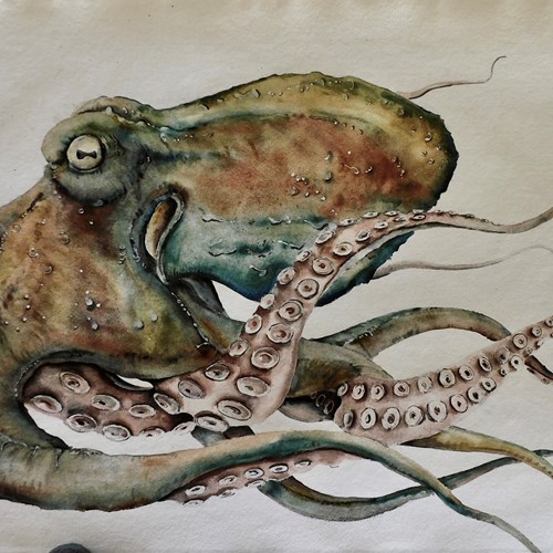 Large Original Watercolour Painting Of An Octopus 
