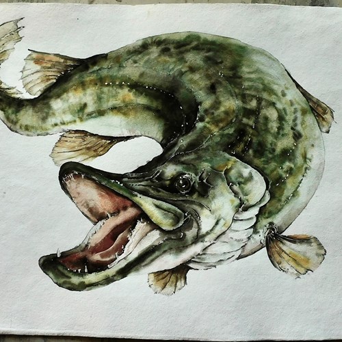 Original Large Watercolour Of A Pike 