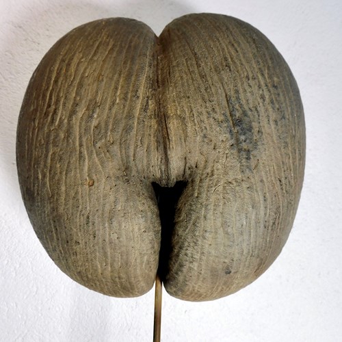 Coco De Mer Nut 