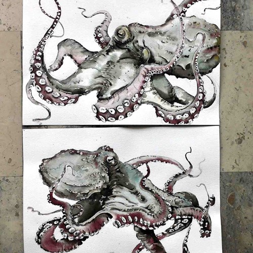 Pair Of Original Watercolour Studies For Octopus 