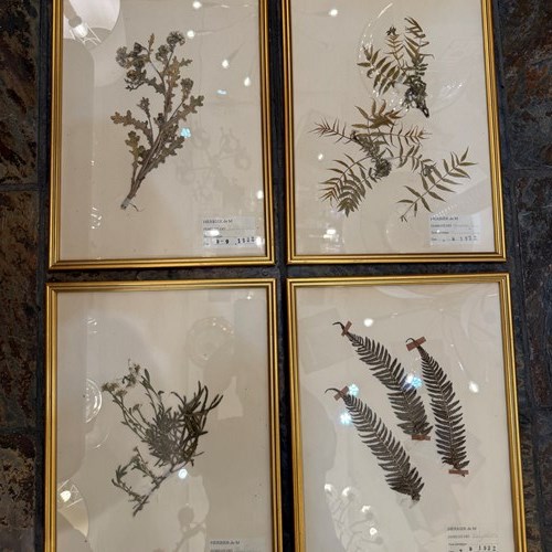 C1932 A Set Of 4 French Framed Herbariums