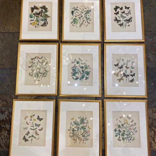 C1910 A Gilt Framed Set Of 9 Butterfly & Moth Prints.