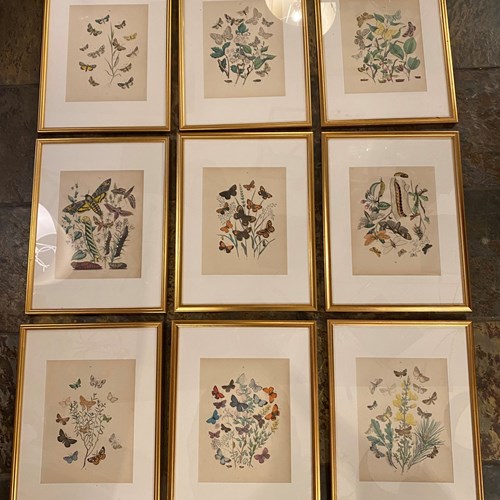 C1910 A Gilt Framed Set Of 9 Butterfly & Moth Prints.