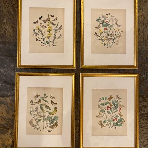 C1910 A Gilt Framed Set Of 4 Butterfly & Moth Prints.