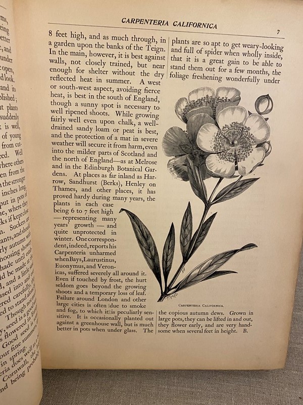1903-5 3 Vellum Bound Volumes Of Flora & Sylva Books-nick-jones-img-5918-main-637974535614325793.jpeg