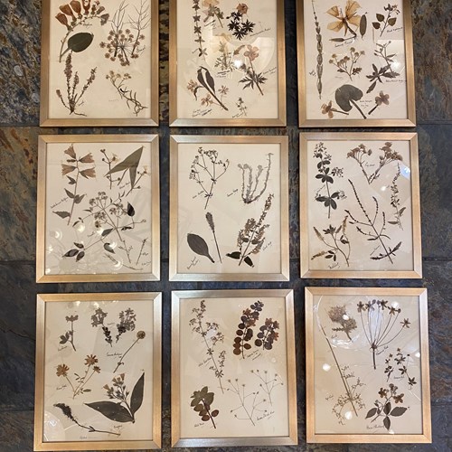 C1880 A Stylish Set Of 9 Framed Herbariums