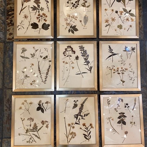 C1880 A Stylish Set Of 9 Framed Herbariums 