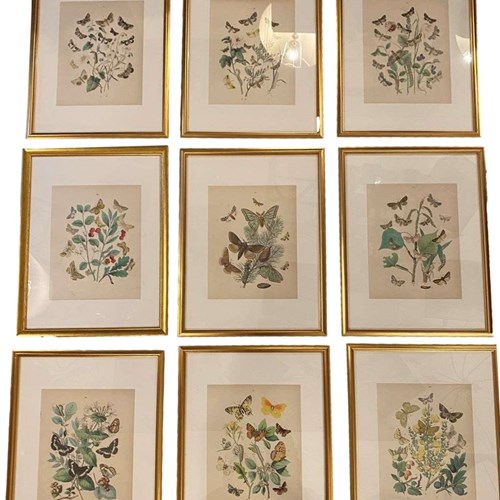 C1910 A Gilt Framed Set Of 9 Butterfly & Moth Prints