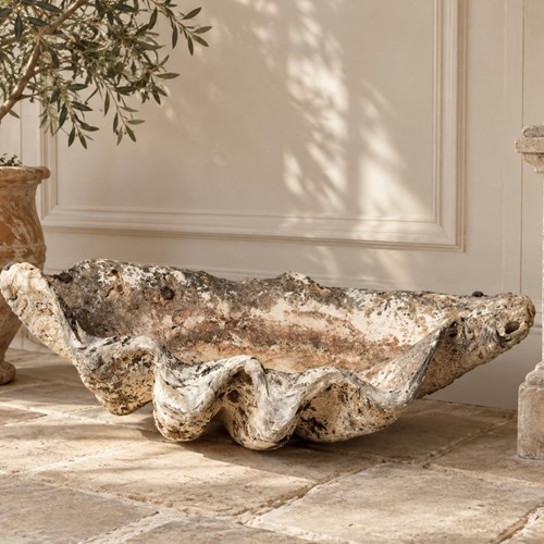 Giant Antique Clam Shell 84 Cm