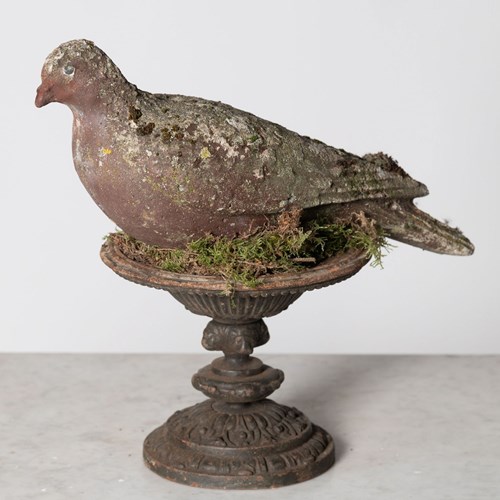 Pigeon