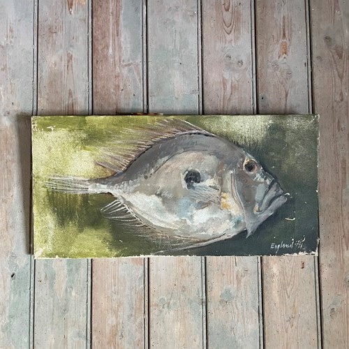 John Dory By Frederick England