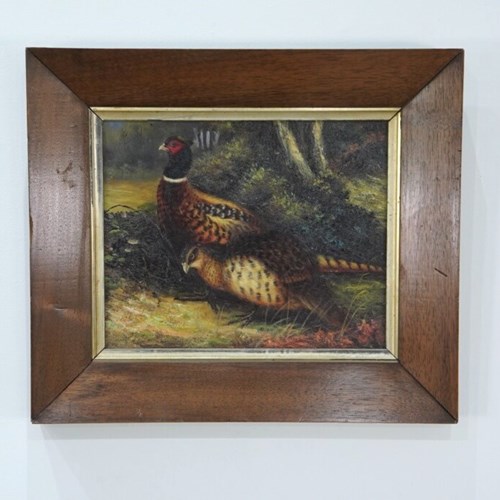 Pheasants In Undergrowth