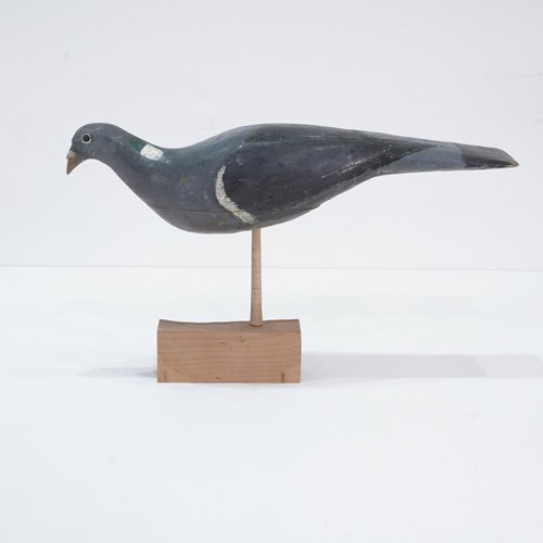 Decoy Pigeon