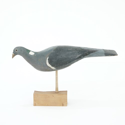 Decoy Pigeon