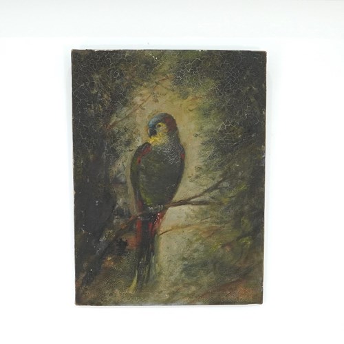 Parrot Oil On Canvas