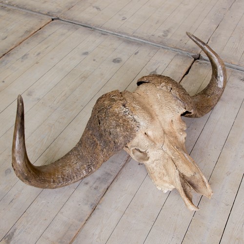 Buffalo Skull