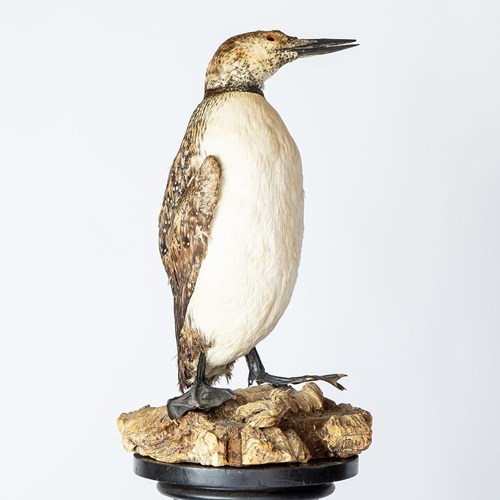 Antique Mounted Taxidermy Loon On Naturalistic Base, Early 20Th Century Vintage 