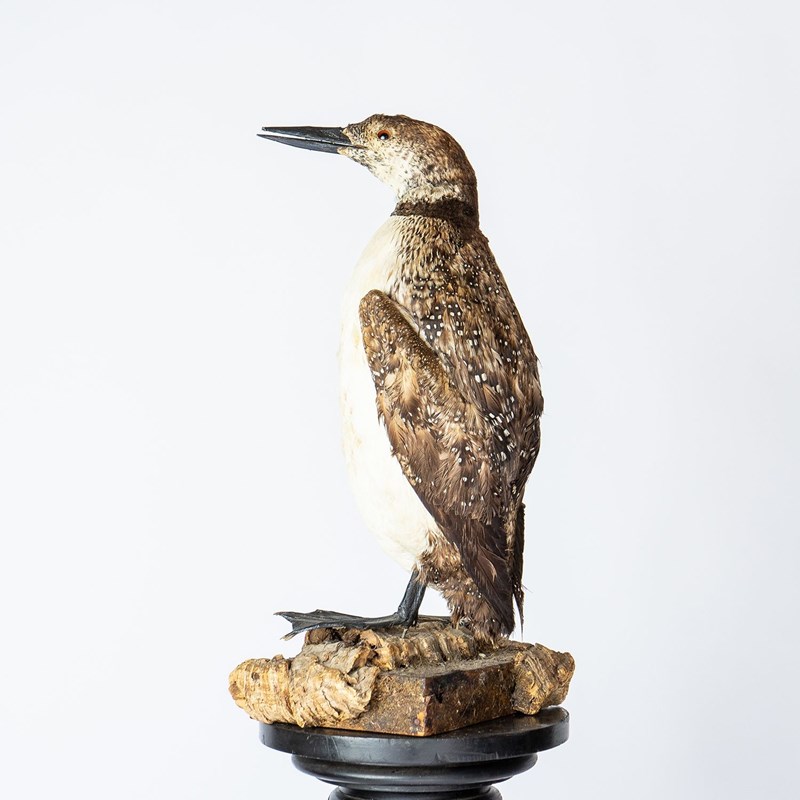 Antique Mounted Taxidermy Loon On Naturalistic Base-rag-and-bone-1-dsc01448-main-638113843372869268.jpeg