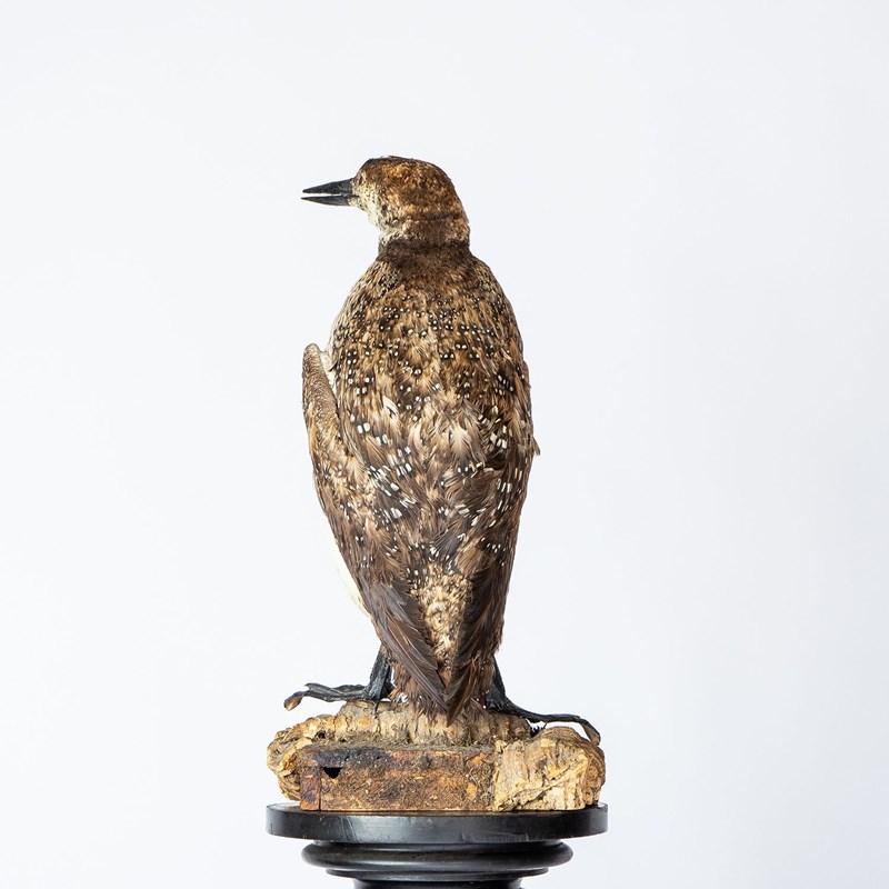 Antique Mounted Taxidermy Loon On Naturalistic Base-rag-and-bone-10-dsc01442-main-638113843486149955.jpeg