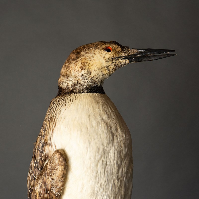 Antique Mounted Taxidermy Loon On Naturalistic Base-rag-and-bone-2-dsc01901-main-638113843382400383.jpeg