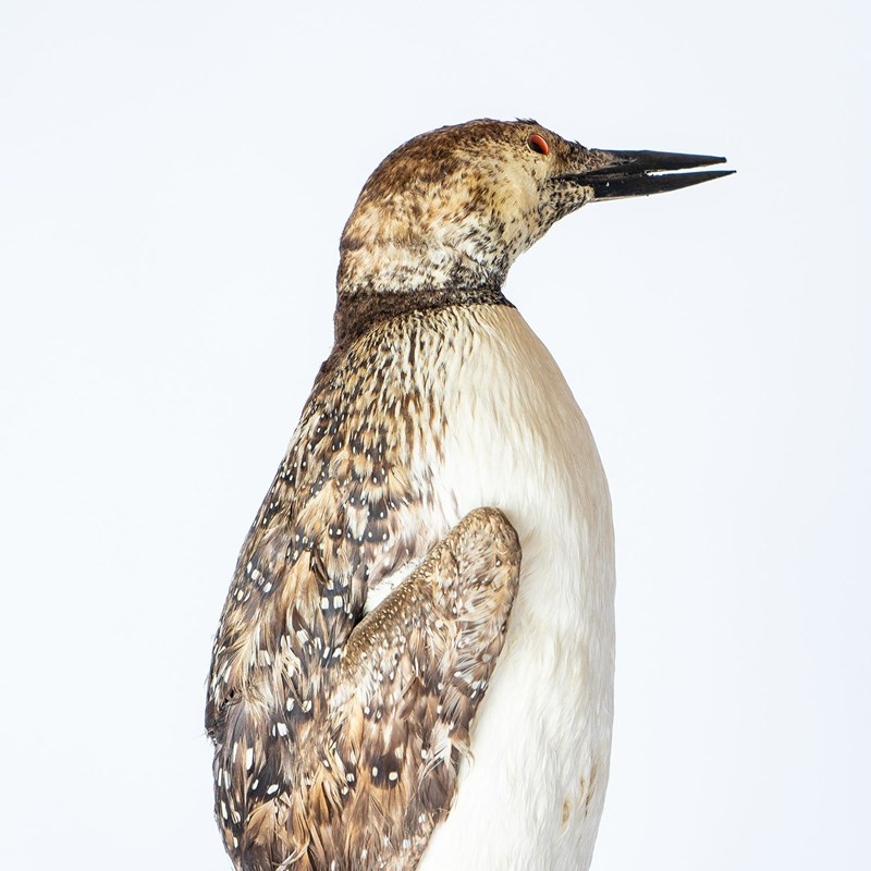 Antique Mounted Taxidermy Loon On Naturalistic Base-rag-and-bone-3-dsc01436-2-main-638113843404275881.jpeg