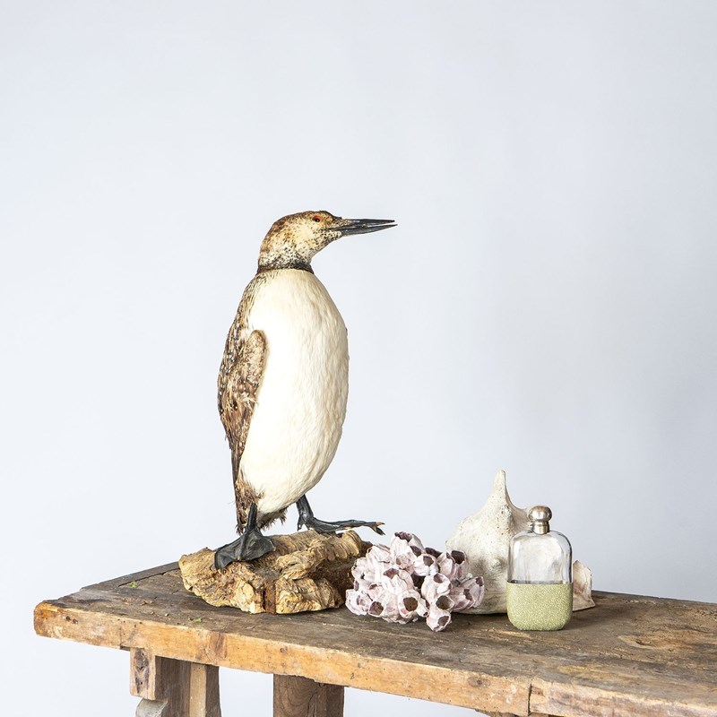 Antique Mounted Taxidermy Loon On Naturalistic Base-rag-and-bone-4-dsc01749-main-638113843414901317.jpeg