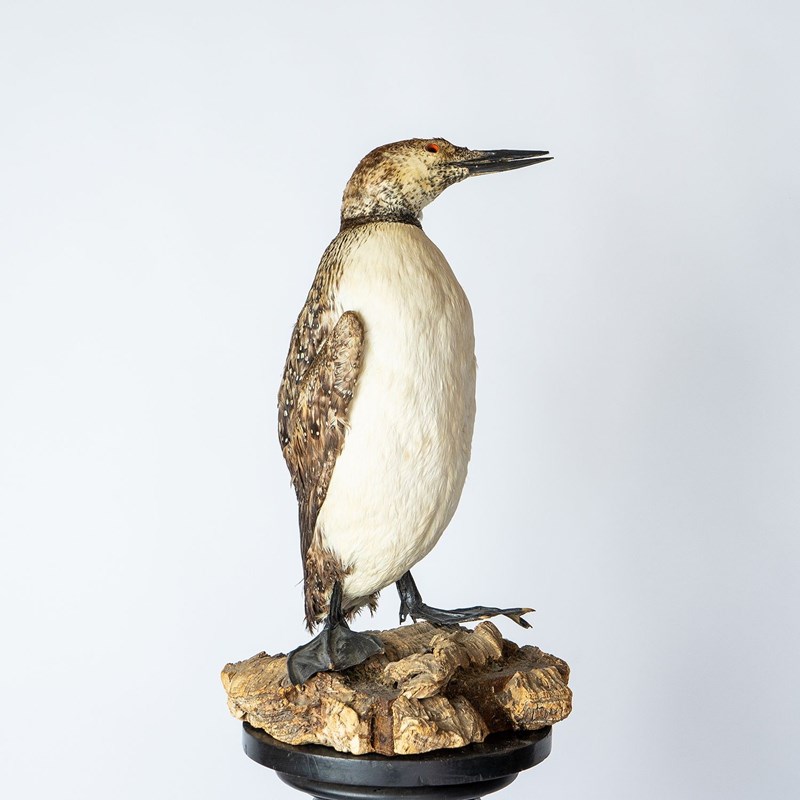Antique Mounted Taxidermy Loon On Naturalistic Base-rag-and-bone-5-dsc01425-main-638113843425526297.jpeg