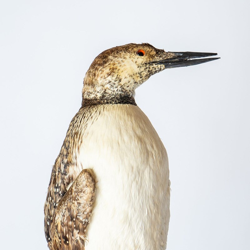 Antique Mounted Taxidermy Loon On Naturalistic Base-rag-and-bone-6-dsc01430-main-638113843435369466.jpeg