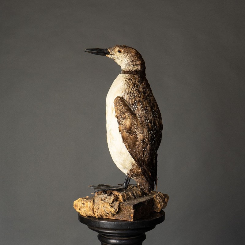 Antique Mounted Taxidermy Loon On Naturalistic Base-rag-and-bone-7-dsc01902-1-main-638113843445838049.jpeg