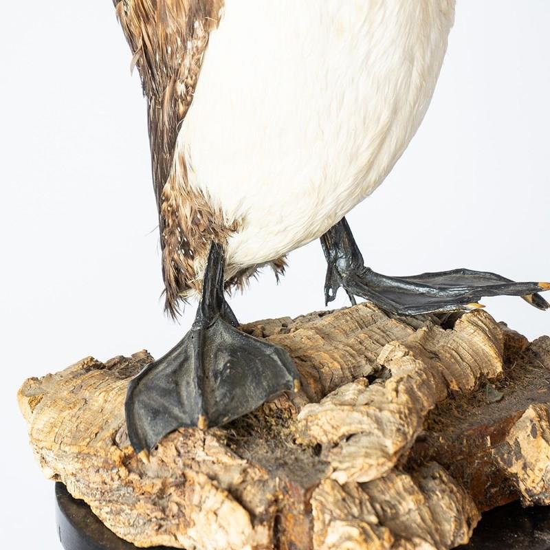 Antique Mounted Taxidermy Loon On Naturalistic Base-rag-and-bone-8-dsc01433-main-638113843459587927.jpeg