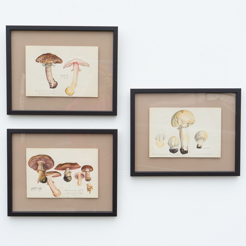 Original Mycology Watercolour Depicting A Scaly Wood Mushroom By Julius Schäffer-rag-and-bone-adobe-colour-group-1-main-638205298343948518.jpg