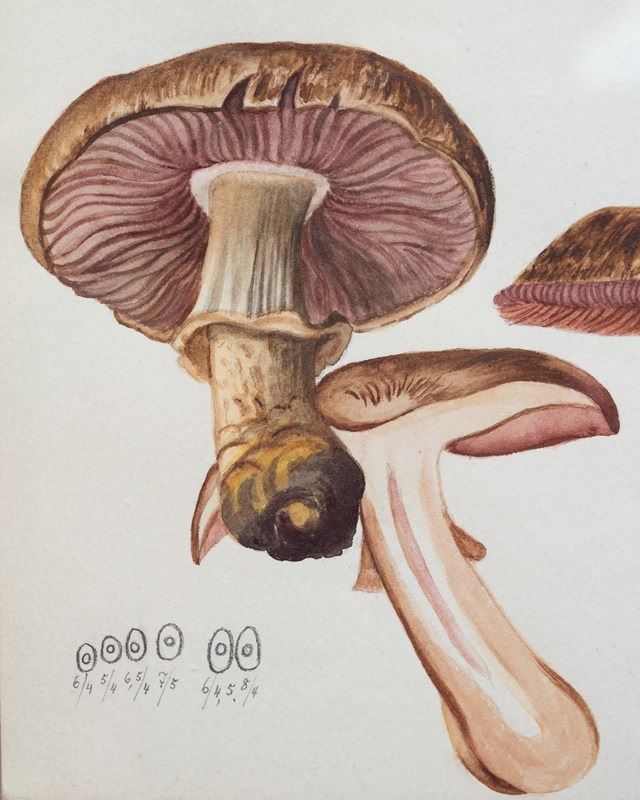 Original Mycology Watercolour Depicting A Princess Mushroom By Julius Schäffer-rag-and-bone-brighter-version-rtg-main-638205257061443580.jpg