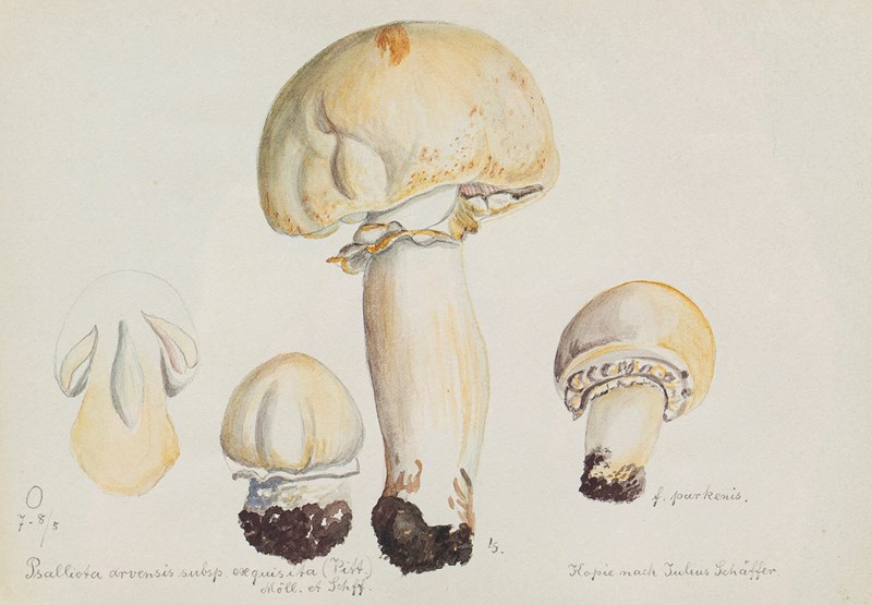 Original Mycology Watercolour Depicting A Horse Mushroom By Julius Schäffer-rag-and-bone-close-up-1-main-638205266088312230.jpg