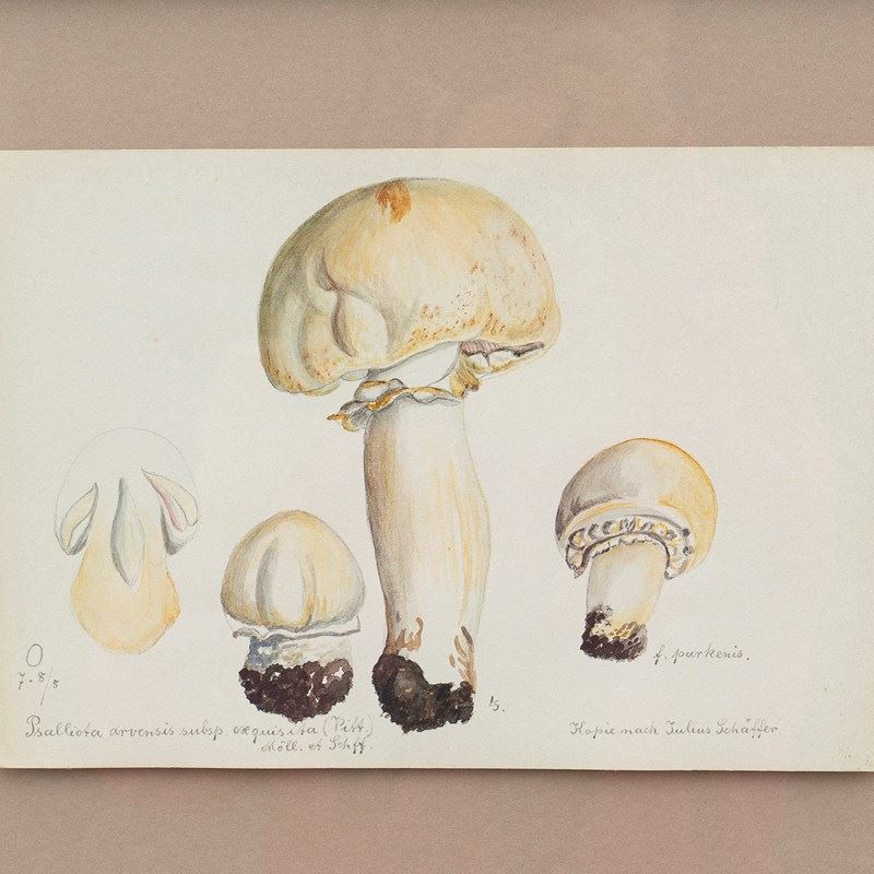 Original Mycology Watercolour Depicting A Horse Mushroom By Julius Schäffer-rag-and-bone-close-up-2-main-638205266048156340.JPG