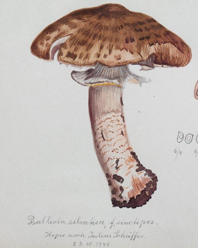 Original Mycology Watercolour Depicting A Scaly Wood Mushroom By Julius Schäffer-rag-and-bone-close-up-left-browns--main-638205298364729533.jpg