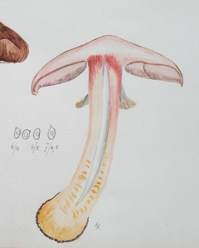Original Mycology Watercolour Depicting A Scaly Wood Mushroom By Julius Schäffer-rag-and-bone-close-up-right-browns--main-638205298355510849.jpg