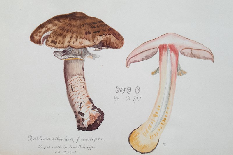 Original Mycology Watercolour Depicting A Scaly Wood Mushroom By Julius Schäffer-rag-and-bone-close-up-wide-rtg-main-638205298336136709.jpg