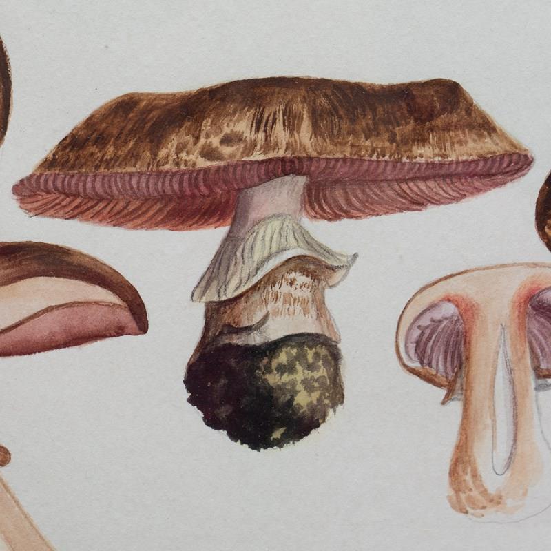 Original Mycology Watercolour Depicting A Princess Mushroom By Julius Schäffer-rag-and-bone-closer-detail-central-rtg-mushroom-brown--main-638205256966288964.jpg