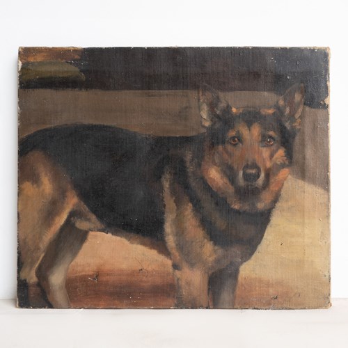 Antique Portrait Of A German Shepherd, Original Oil Painting, Early 20Th Century