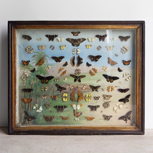Large Antique Victorian Butterfly Case With Painted Backdrop, 19Th C Lepidoptery