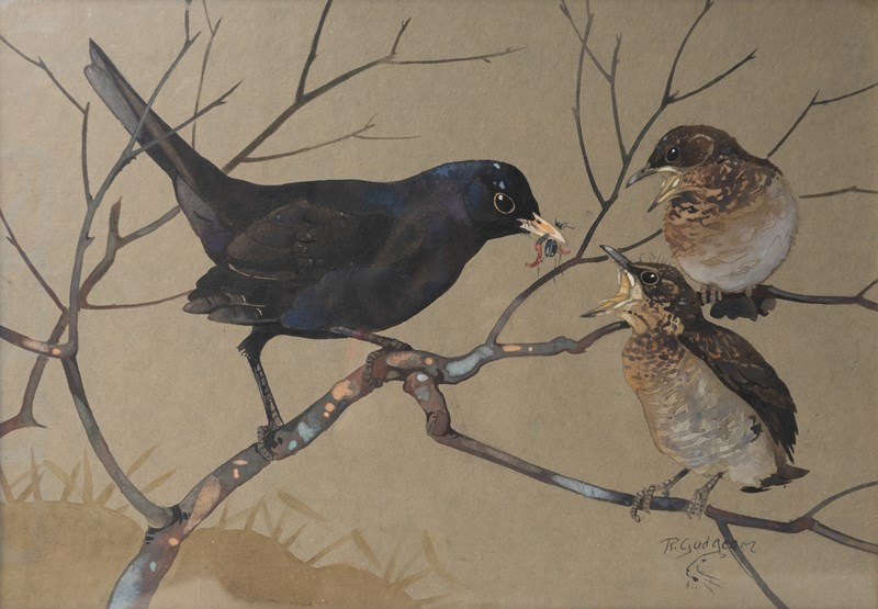  'Blackbird Feeding Young', Vintage Watercolour Painting By Ralston Gudgeon RSW-rag-and-bone-dsc06386jpg-alt-main-638386023335713912.jpg