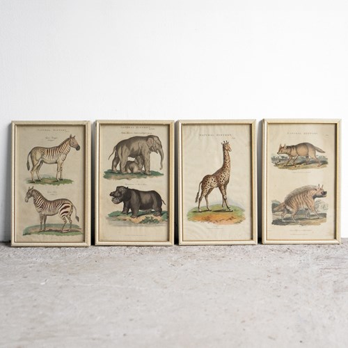 Set Of Four Antique Georgian Hand Coloured Animal Engravings, Early 19Th Century