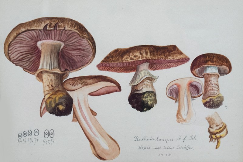 Original Mycology Watercolour Depicting A Princess Mushroom By Julius Schäffer-rag-and-bone-left-cleaned-wide-close-up--main-638205256911289433.jpg