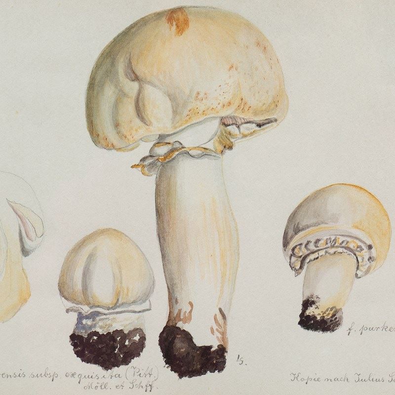 Original Mycology Watercolour Depicting A Horse Mushroom By Julius Schäffer-rag-and-bone-mushroom-close-up--main-638205266142529919.jpg