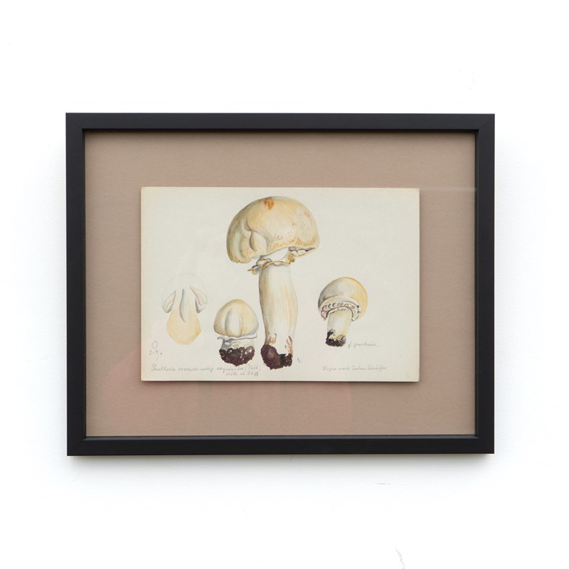 Original Mycology Watercolour Depicting A Horse Mushroom By Julius Schäffer-rag-and-bone-this-4-whitened-border-main-638205266064718835.jpg
