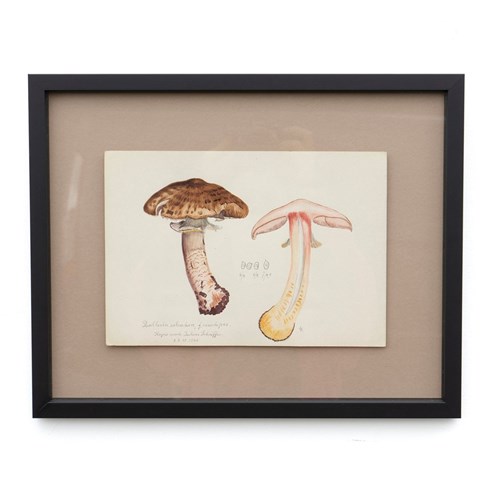 Original Vintage Botanical Watercolour Painting Depicting A Scaly Wood Mushroom