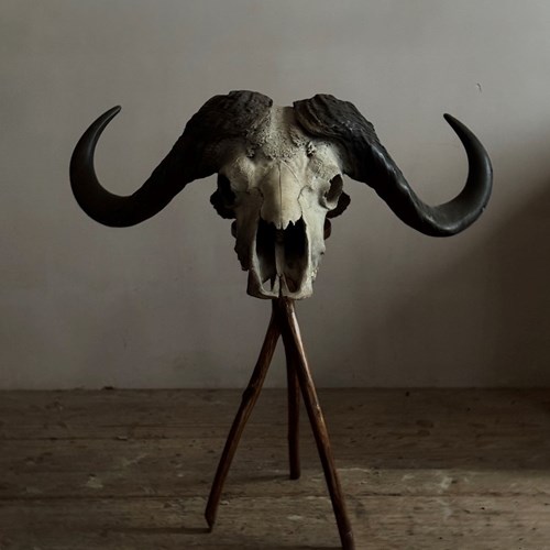 Cape Buffalo Skull